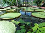 Adelaide Caravan Park - Hackney: Huge water lilies in the Botanic gardens