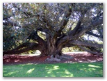 Levi Park Caravan Park - Vale Park: Large morton bay fig tree within the park