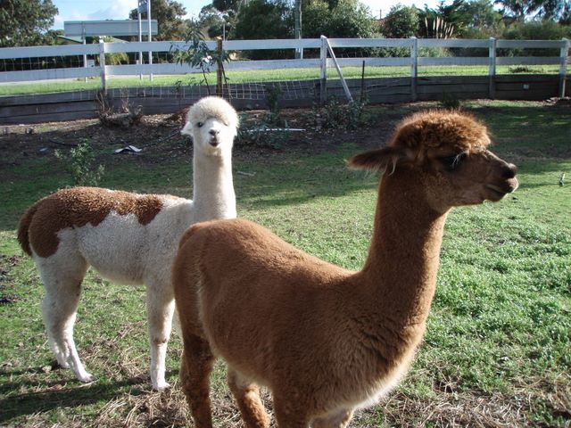 Albany Holiday Park - Albany: Alpacas in the park are a great attraction.