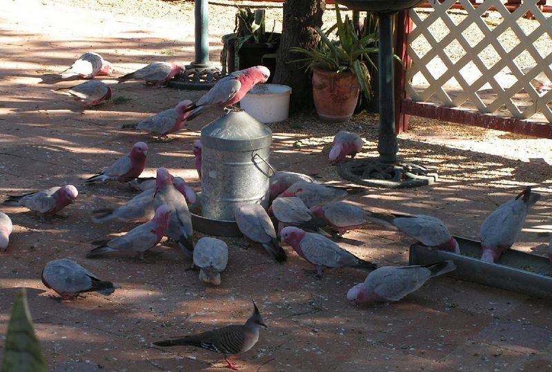Alice Springs Northern Territory - Alice Springs: Feed time for the locals at Transport Hall of Fame in Alice Springs