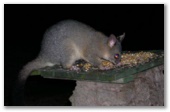 The Retreat Port Stephens - Anna Bay: Lots of native animals