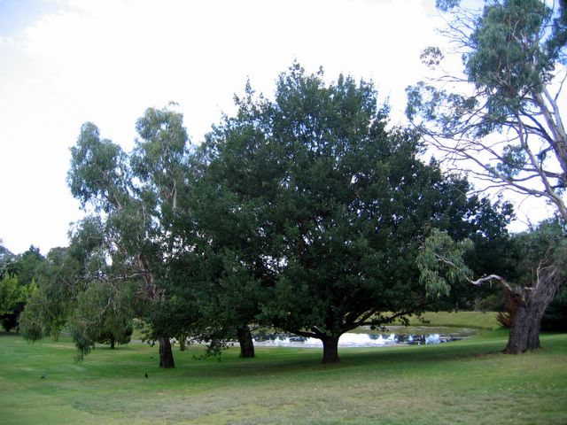 Armidale Golf Course - Armidale: The Armidale Golf Course has lots of magnificent trees