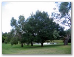 Armidale Golf Course - Armidale: The Armidale Golf Course has lots of magnificent trees