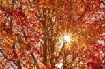 Armidale Tourist Park and YHA - Armidale: Autumn in Armidale