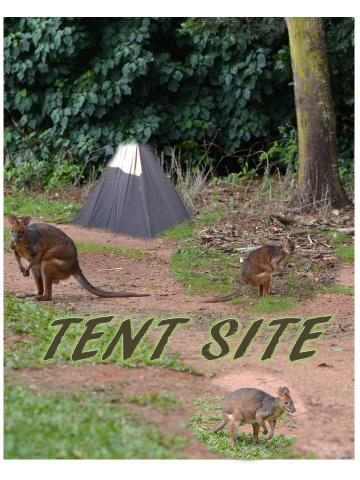Tolga Caravan Park - Atherton: tent site 
