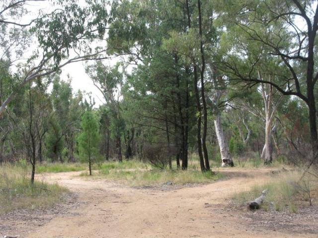 Pilliga Rest Area - Baan Baa: Private area for camping and ideal for tents.
