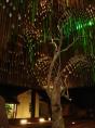 Barcaldine Tourist Park - Barcaldine: The tree at night.