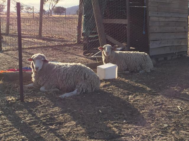 Wishbone Therapy Farm - Barkly: Indifferent sheep