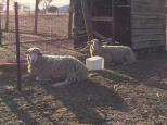 Wishbone Therapy Farm - Barkly: Indifferent sheep