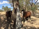 Wishbone Therapy Farm - Barkly: Horses keeping cool beneath a tree