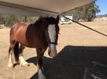 Wishbone Therapy Farm - Barkly: Very friendly horse visiting the caravan