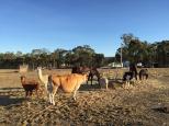 Wishbone Therapy Farm - Barkly: The animals seem to get on very well