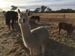 Wishbone Therapy Farm - Barkly: Friendly alpaca