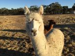 Wishbone Therapy Farm - Barkly: Friendly alpacas