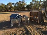 Wishbone Therapy Farm - Barkly: Sheep