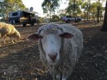 Wishbone Therapy Farm - Barkly: Inquisitive sheep