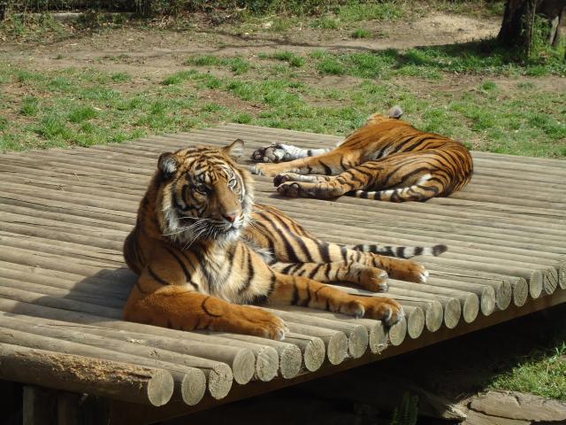 Caseys Beach Holiday Park - Batemans Bay: Tigers at Mogo Zoo. Great little zoo well worth a visit