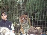 Caseys Beach Holiday Park - Batemans Bay: Tiger talks at Mogo Zoo. 