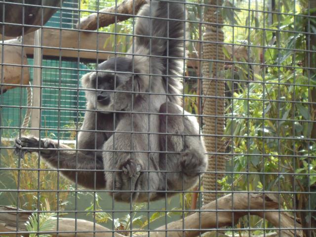 BIG4 Easts Riverside Holiday Park - Batemans Bay: Silver Gibbon at Mogo Zoo. Great Zoo well worth a visit only a short drive from Batemans Bay.