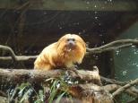 BIG4 Easts Riverside Holiday Park - Batemans Bay: Golden Lion Tamarin at nearby Mogo Zoo.