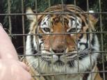 BIG4 Easts Riverside Holiday Park - Batemans Bay: Rare tigers are bread at Mogo Zoo to help save them.  
