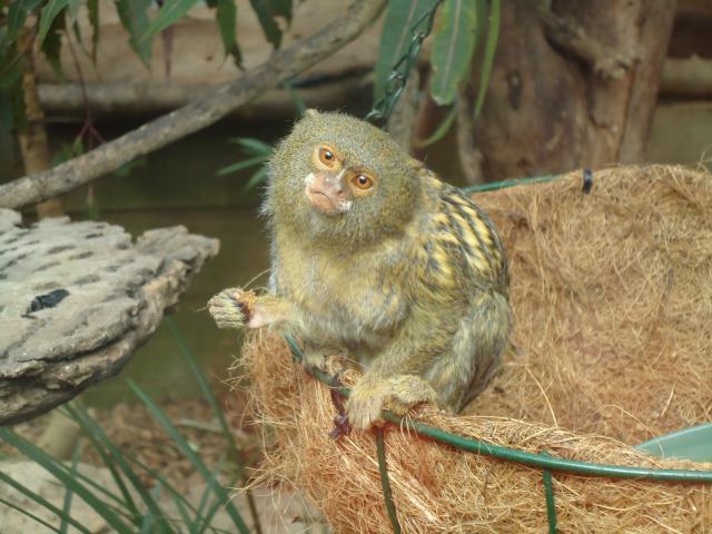 Pleasurelea Tourist Resort & Caravan Park - Batemans Bay: Little primates are happy at Mogo Zoo!
