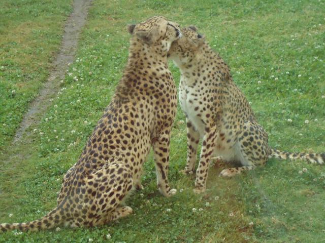 Pleasurelea Tourist Resort & Caravan Park - Batemans Bay: Cheetahs at Mogo zoo