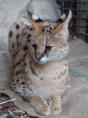 Pleasurelea Tourist Resort & Caravan Park - Batemans Bay: Gorgeous servals at Mogo zoo