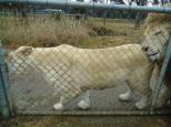 Pleasurelea Tourist Resort & Caravan Park - Batemans Bay: White lions at Mogo zoo