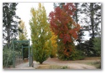 Beechworth Lake Sambell Caravan Park - Beechworth: Brilliant autumn trees.
