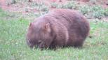 Bendeela Reserve - Moss Vale: Heaps of wombats.