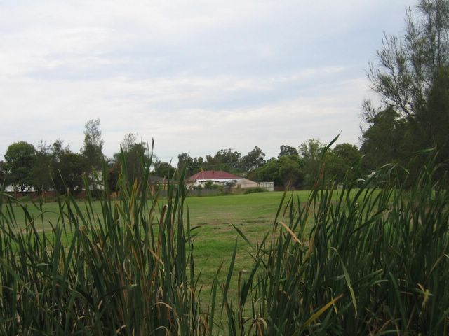 Beresfield Golf Course - Beresfield: Approach to the green - view through the reeds