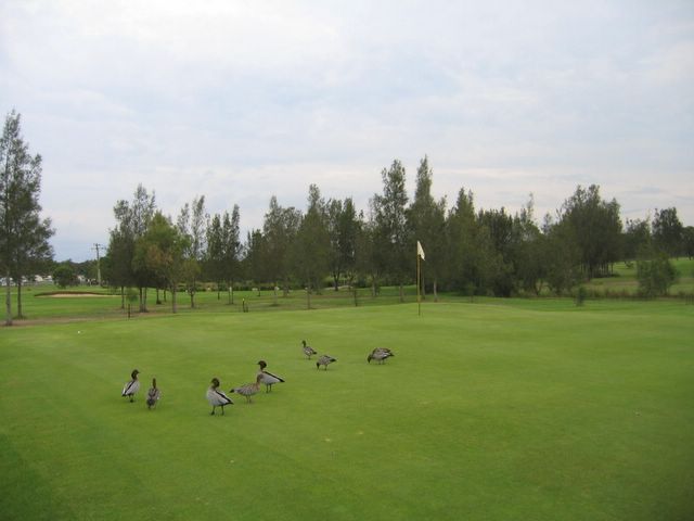Beresfield Golf Course - Beresfield: Green on Hole 10