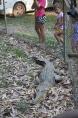Tumbling Waters Holiday Park - Berry Springs: Park has a fresh water crocodile enclosure with a handful of resident crocs that are fed on Saturdays