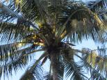Seawinds Caravan and Holiday Park - Blacks Beach: Palm tree on the beach front