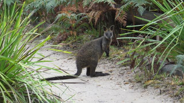 Greenpatch Campground - Booderee National Park: Cute wildlife.