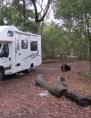Greenpatch Campground - Booderee National Park: Larger site.