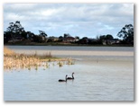 Boort Lakes Caravan Park - Boort: Black swans on Boort Lake