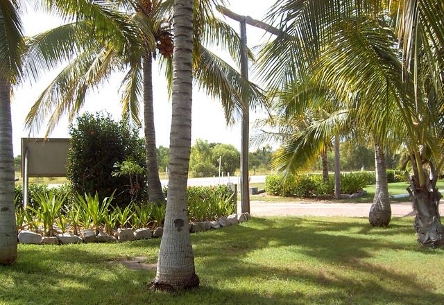 Bowen Palms Caravan Park - Bowen: Palm trees at the front of the park