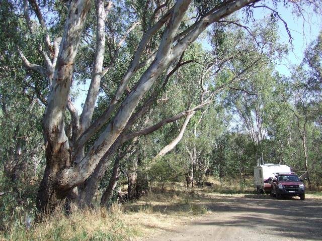 Casey Weir Rest Area - Boxwood: LOT''SA GUM TREES,BIT SHORT ON LAWN MOWERS