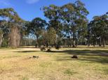 Boydtown Caravan Park - Boydtown: Nice country feel to the place with plenty of natural bushland