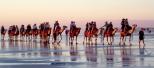 Tarangau Caravan Park - Broome: There are the Red and the Blue Camel trains which offer rides along Cable Beach the susnet ride being the most popular. The Camels are walked down to the beach past Tarangau CVP and you can get a good shot of them passsing bye.