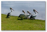 Budgewoi Holiday Park - Budgewoi: Pelicans on the lake