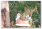 Walu Caravan Park - Budgewoi: Kookaburras feeding