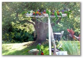 Walu Caravan Park - Budgewoi: Lots of birds in the park