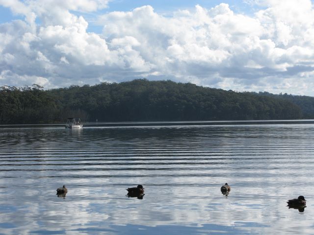 BIG4 Bungalow Park - Burrill Lake: Ducks on Burrill Lake