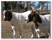 Flame Lily Adventures Caravan Park - Burrum River: Friendly goats