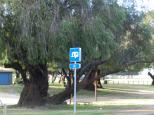 Kookaburra Caravan Park - Busselton: Park across the road while booking in.