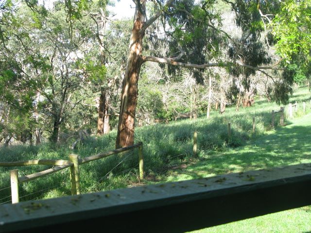 Lakes and Craters Holiday Park - Camperdown: Views of native bushland from cottage verandah.
