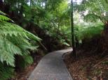 Alivio Tourist Park - O'Connor: Rain forest section at the botanic gardens